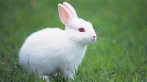 兔子怕冷吗，冬季养兔需要注意什么？ - 动物健康 - 每天一个健康小知识