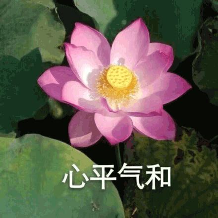 莲花表情包图片