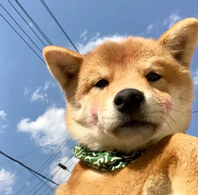 非主流头像宠物
