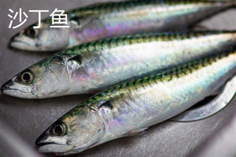 冷冻沙丁鱼 沙尖鱼 带冰20斤/件 广州批发烧烤小吃材料生鲜沙丁鱼-阿里巴巴