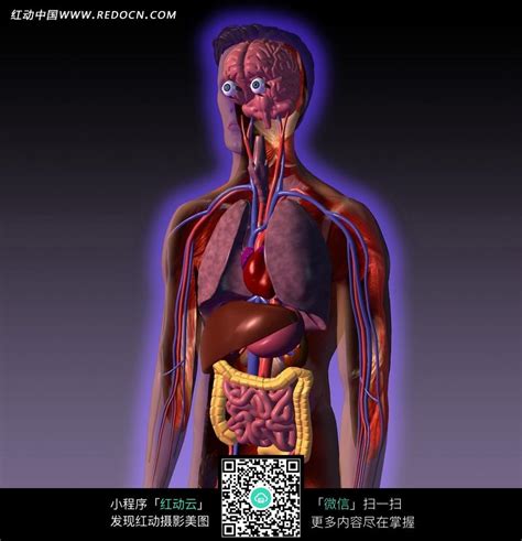 人体内脏器官解剖图图片免费下载_红动中国