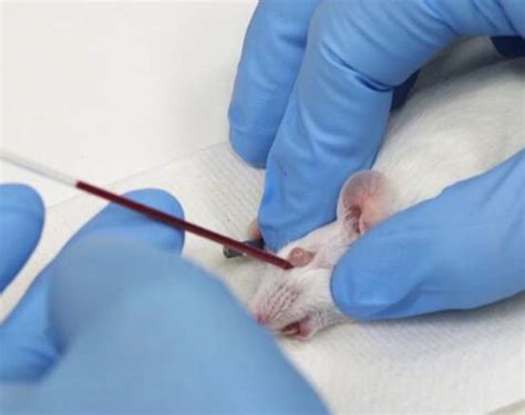 助力抗“疫”科研，上海加紧研发“代人试药”的新冠病毒易感小鼠模型