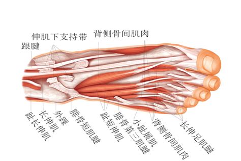脚手架半 的图像结果