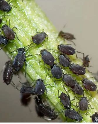 一、蚜虫-病虫害图谱-图片