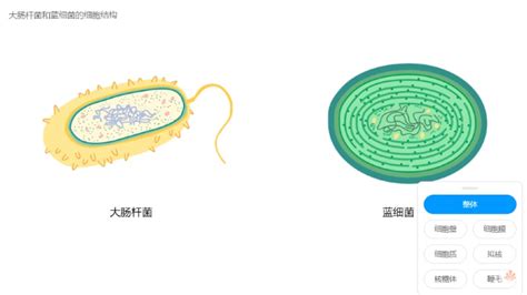 十张图带你读懂大肠杆菌