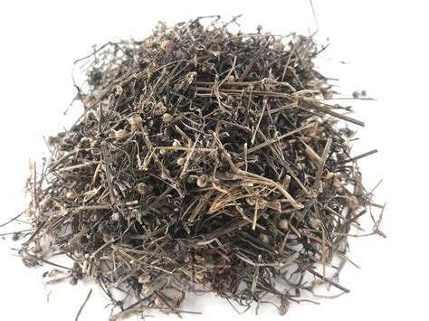 咽喉草的图片