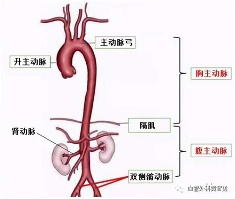 腹主动脉解剖图图片