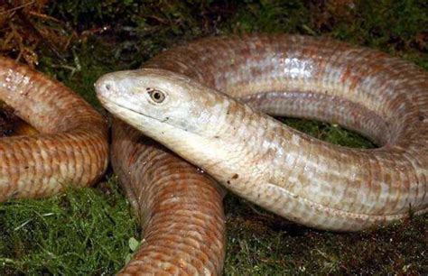 世界上寿命最长的蜥蜴：帝王蛇蜥，在博物馆中存活54年|博物馆|蛇蜥|帝王_新浪新闻