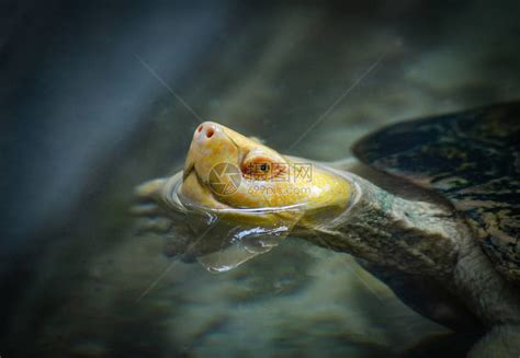 在农场动物园海龟游泳池里头龟靠近漂浮在水面上的黄头龟高清图片下载-正版图片507463963-摄图网