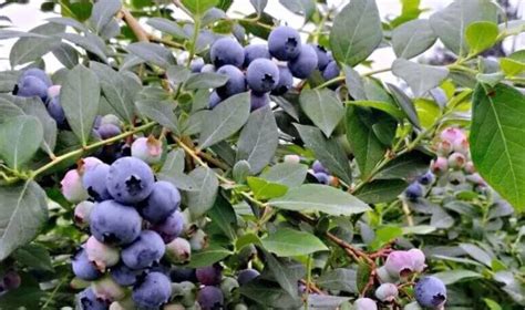 喜上“莓”梢 南川万亩蓝莓迎丰收 - 重庆日报网