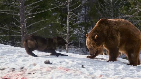 黑熊挑衅狼群，下一秒惨烈的厮杀大战开始！镜头拍下全过程_腾讯视频