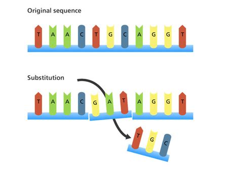 DNA突变及三种突变形式 - 知乎