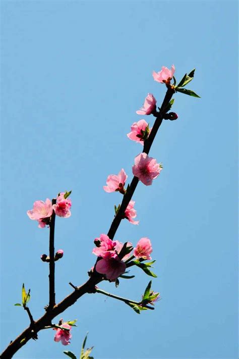 最美三月图片,三月图片风景图片_大山谷图库