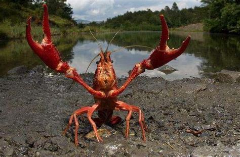 世界上最大的龙虾，长1米多，重二三十斤，活了134年成保护动物！_路易