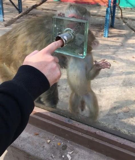 游客给小猴喂食，猴妈看到却一把推开猴仔，一看猴妈下面反应亮了|游客|动物园|食物_新浪新闻