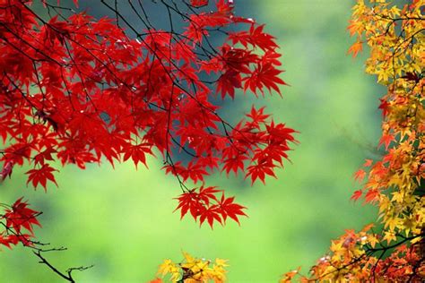 征集｜你眼中的秋天有多美？