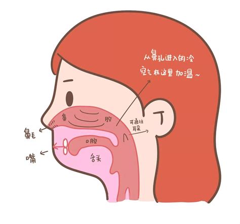 鼻腔黏膜发白图片,鼻黏膜发白鼻咽,正常鼻腔图片_大山谷图库