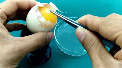 鸡蛋成本增加 新疆市场蛋价“触底反弹”_凤凰网