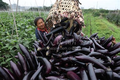 四川眉山：茄子丰收采摘忙-人民图片网
