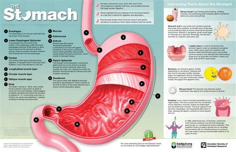 The Stomach | Gastrointestinal Society