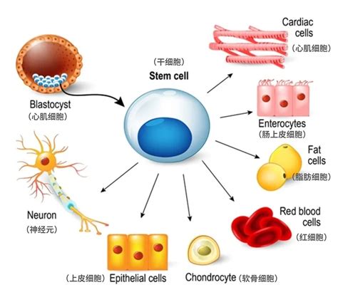 多重细胞因子检测在炎症&自身免疫系统疾病研究中的应用 - 知乎