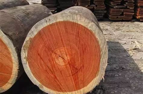 荷木的用途,荷木的特点,荷木是什么木材(第8页)_大山谷图库