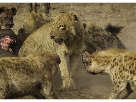 鬣狗经常抢夺狮子的猎物，为什么狮子不集中力量消灭所有的鬣狗？|斑鬣狗|鬣狗|种群_新浪新闻