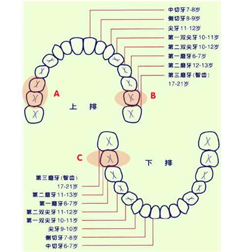 牙齿编号位置图图片