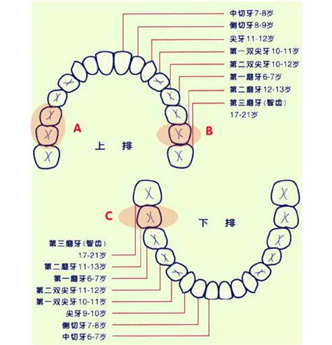 长牙顺序图 (32)_有来医生