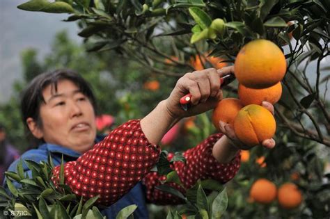 湖南道县：驻村扶贫工作队助力滞销柑橘变畅销-人民图片网