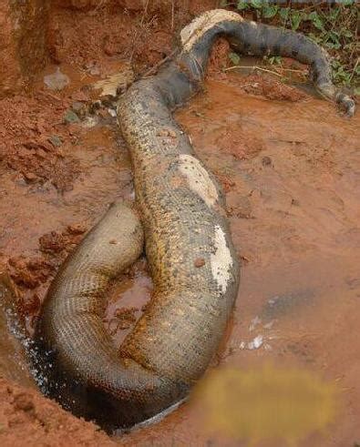 辽宁抚顺大蛇事件，施工队修路竟挖出16米长大蛇