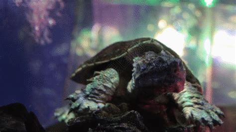 乌龟运动GIF动图图片-正版gif素材401077852-摄图网