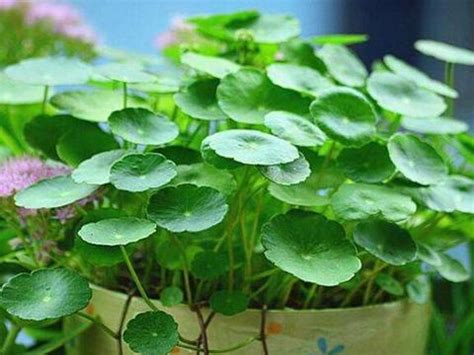 破铜钱草图片