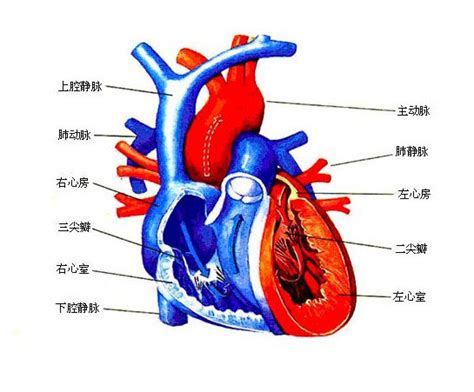 医学科普——心脏的结构与血液循环