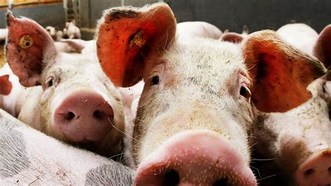 俄滨海边疆区三个区首次发现非洲猪瘟疫情 - 2020年10月29日, 俄罗斯卫星通讯社