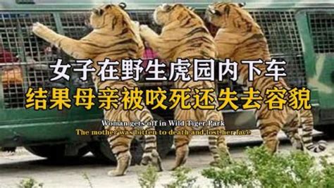 被虎咬伤饲养员死亡 两只外逃老虎已击毙_凤凰网视频_凤凰网