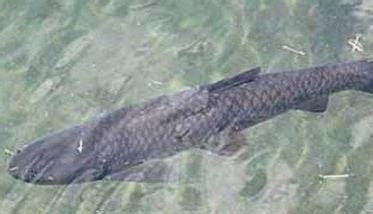 黑鱼吃什么食物 黑鱼的生活习性如何-农百科