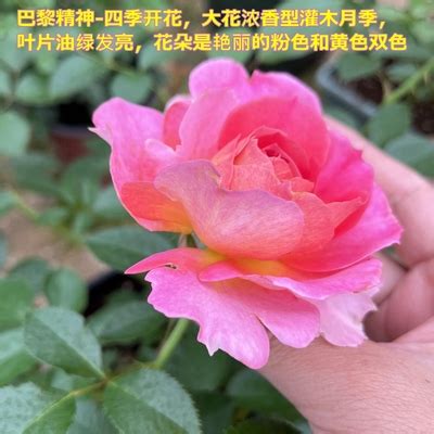 【水灵花园】艾帕索永远 大花微月月季 强香 盆栽植物-淘宝网