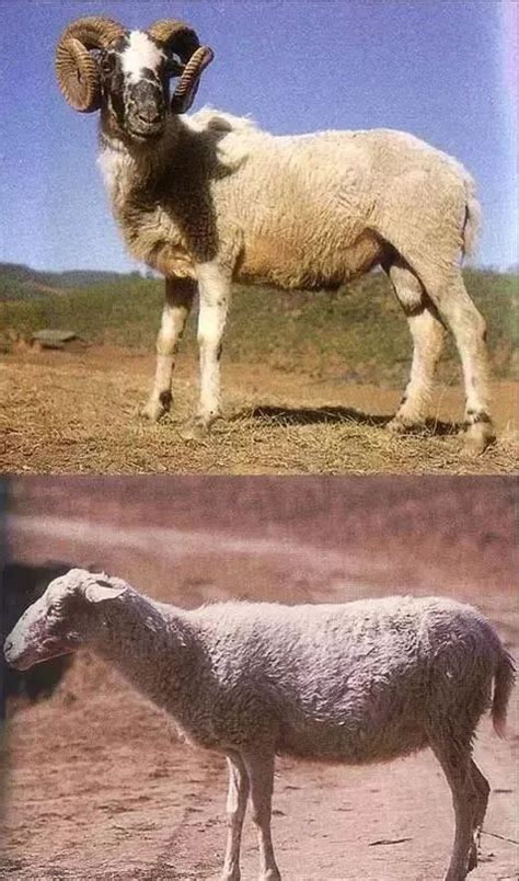 大型品种羊,羊的品种大全,最大800斤的羊(第6页)_大山谷图库