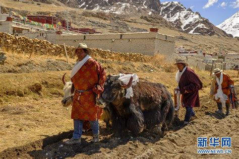 藏北牧区的春耕典礼