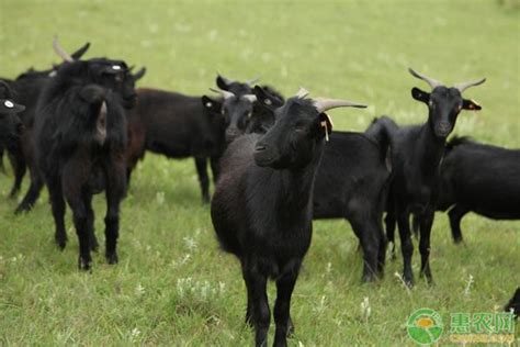 先养后付款 出售努比亚黑山羊羊羔种公羊种苗实时黑山羊价格-阿里巴巴