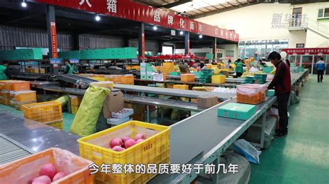 陕西洛川：苹果实现产量效益“双丰收”_凤凰网视频_凤凰网