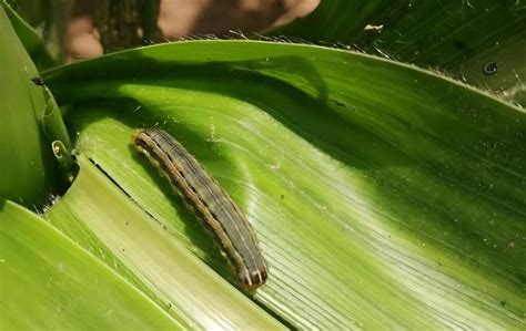 水稻三化螟幼虫的为害习性?-二化螟和三化螟同属哪一科？它们是昆虫吗？