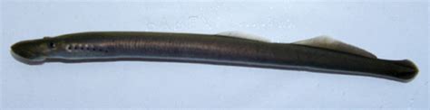 七鳃鳗的来源 七鳃鳗是什么动物_知秀网