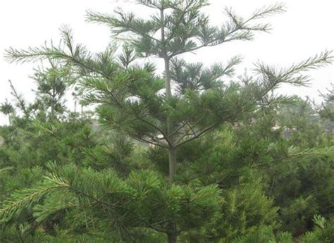 松树的种类有哪些（盘点中国十大松树的种类） – 碳资讯