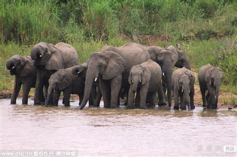 小象用鼻子抓住妈妈象牙，画面十分温馨，网友：只有象才需要象牙