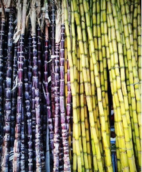 甘蔗“紫皮”和“青皮”有什么区别？哪个更好吃？不懂就白吃了|甘蔗|紫皮|青皮_新浪新闻