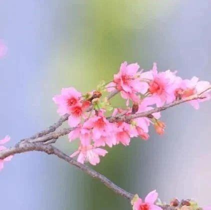 春天最适合发朋友圈的赏花诗词！|诗词|杜甫_新浪新闻