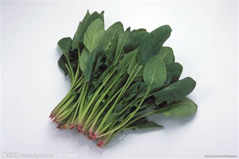 含有大蒜的菠菜沙拉饮食维生素义者营养食物美食树叶松子蔬菜高清图片下载-正版图片320703593-摄图网