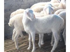 河南今天羊价表：2023年1月31日河南生羊价格今日羊价 - 畜小牧养殖网